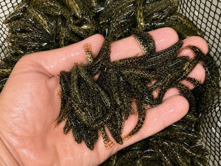 Bagre Americano — Catfish