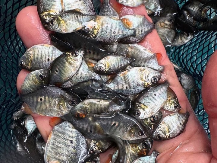 Caranha