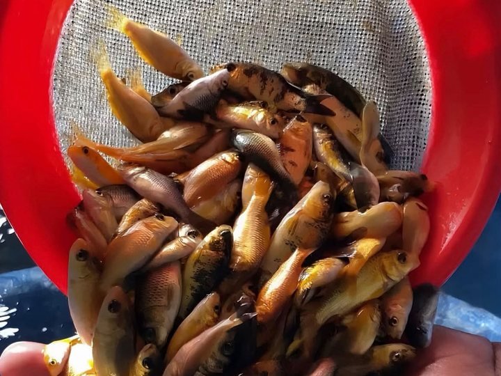 Carpa Húngara