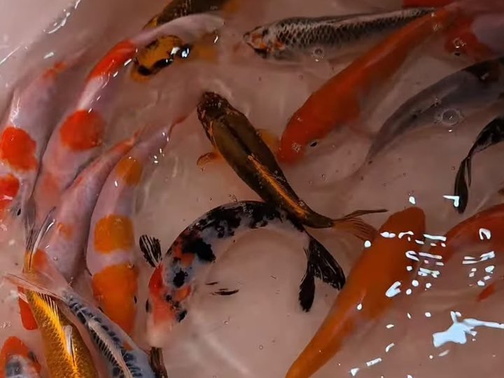 Carpa Colorida — Koi