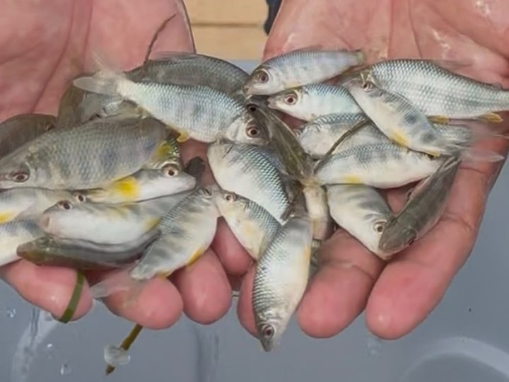 Piapara