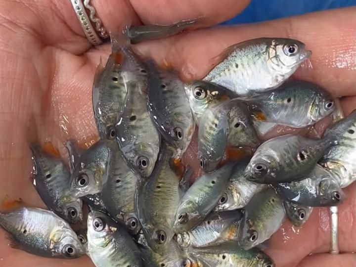 Tambaqui